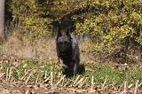 BOUVIER DES ARDENNES 297